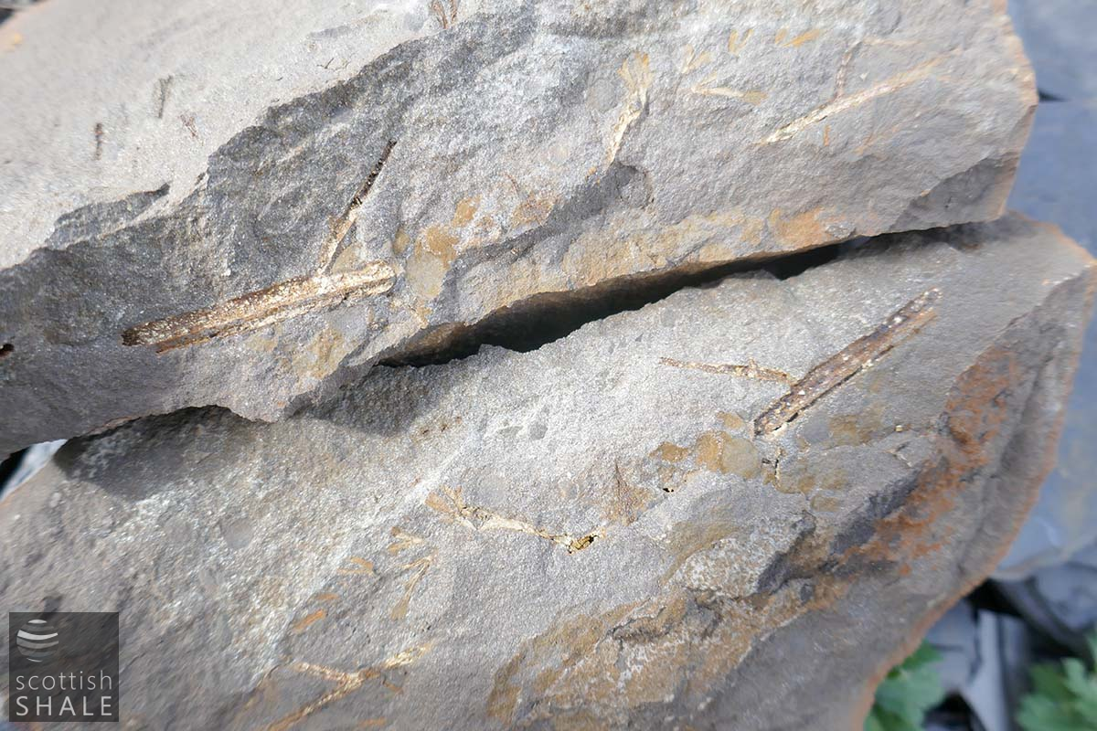 fossil 7.png
